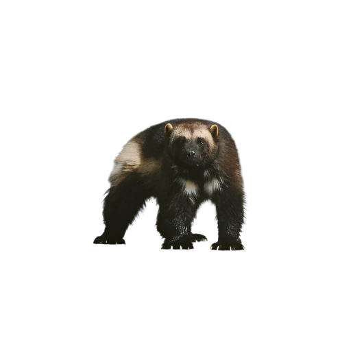 The Wolverine Way BK212 000 ALL